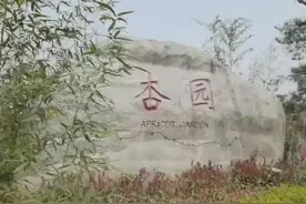 满目春意！西安环山路旁杏花开图片