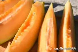 甜度19.1！主打时间差的哈密瓜来了图片