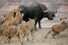 辟谣：古人认为狮子能“食虎豹”，现实中狮子并不以虎豹为食图片