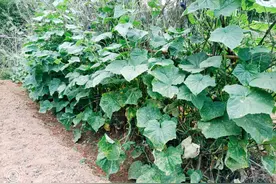 我家的黄瓜图片