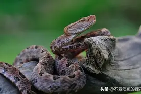 蛇类盛宴的广东省，蛇类资源丰富，有哪些常见的有毒蛇类图片