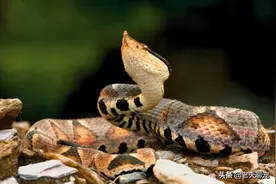 中国十大毒蛇之一，分布广泛的烂肉王，被咬后致残几率极高图片