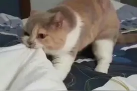 热门表情包拿图片：有一说一，我确实馋她图片