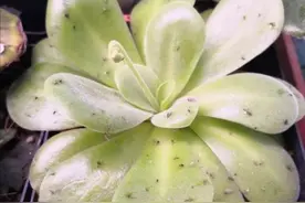 花盆里出现小黑飞怎么办？只用2招，全部清除干净图片