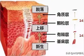 ME胶原蛋白护肤知识：脸上角质层过薄怎么办？图片