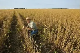 如果中国不采购美国大豆，结果会怎样？图片