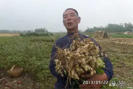 你家花生打三遍药了么？专家三个要素解开农户多年的疑惑图片
