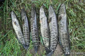 夏季钓黑鱼，用这种手竿钓法，不用浮漂不用坠，哪里有鱼钓哪里图片