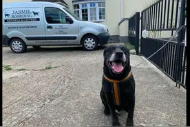 收养了10年的拉布拉多，被主人再次遗弃收容所，原因只是它不乖？图片