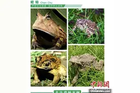 捉癞虼宝、移栽香樟树获刑“平平无奇”动植物“伤不起”图片