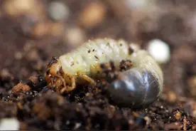 10种常见的地下害虫，危害很严重！怎么防治？方法看清图片