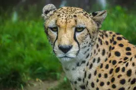 猎豹：地表最快猎食者，表面风光却常年挨饿，是什么让猎豹这么难图片