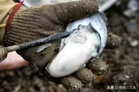 广东这“海滨”城市，是中国“最佳”产蚝地之一，游客：鲜翻味蕾图片