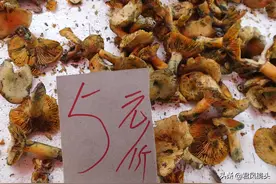 湖北宜昌：松菌价格暴跌，最低5元一斤图片