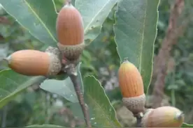 被“主流干果”踢出局的橡果，为什么又叫“粮食树”？图片