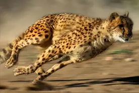 猫科动物中的速度之王：为了速度，猎豹付出了很大的代价图片