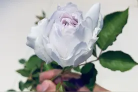 你的月季为什么会烂根？月季先生为您详细分析5种常见原因图片