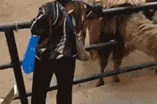 手把手教你薅羊毛，3000多的iPhone 11这样买图片