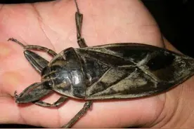 剧毒虫子介绍，都看看吧，以后虫都不要碰它了这都是要命的玩意呀图片