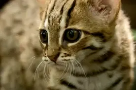 锈斑豹猫可爱想养？它肚子里都是蛔虫图片