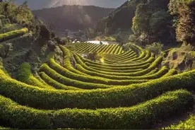 丰收节看乡村振兴，带你打卡沙坪坝三河村艺术家村落图片