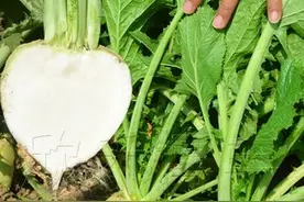 芥菜疙瘩（芥菜）种植正当时图片