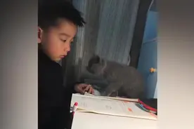 （视频）@太原人！小奶猫替哭泣男孩擦去眼泪，伸爪一幕萌化了 网友图片