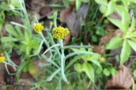 农村2种常见的野菜，家乡人都喜欢吃，药食两用效果好，谁吃谁好图片