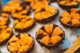 揭秘海胆的美味真相：原来海胆还有那么多不为人知的事实图片