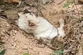 广州一宠物狗疑因重病遭主人活埋，热心街坊合力救助图片