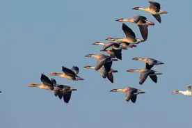 大雁每年要飞往南方过冬，而“南方”究竟是哪里？图片