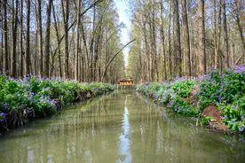 江苏兴化首个国家4A级景区，2000亩的水上森林，踏青赏春的好去处图片