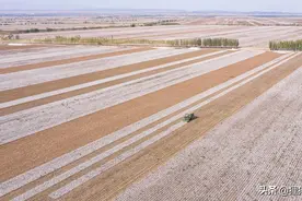 新疆沙雅县有30万人，是产棉大县，还有塔里木河胡杨林保护区图片