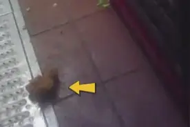鸡块掉地竟然捡起继续炸！华莱士道歉了【三分钟法治新闻全知道】图片