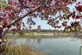 重庆大爷梦到地下有宝，醒来挖开后羡煞旁人，最终结局怎么样了？图片