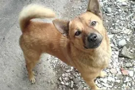 流浪狗被围捕，中麻醉枪后拼命逃跑，摔跤的模仿让人无比心疼图片