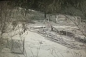 金毛犬偷鸡300多只！真相不简单图片