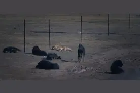 哭泣的藏獒：3000万一头的“神兽”，如今沦为火锅食材图片