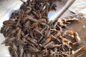 它在我国没有天敌，1天吃5千粒鱼卵，多地已泛滥，吃货也没办法图片