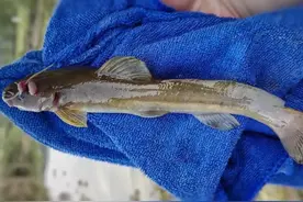 江西吉安的野河中发现罕见的牛尾巴鱼，为何极少有人钓到它？图片