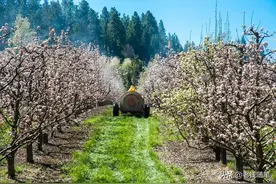 一文了解食醋在果树上的妙用，“果树喝醋，越喝越富”图片