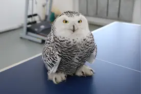 野生动植物保护|大兴安岭林业集团：救助国家二级保护动物——雪鸮图片