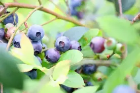 蓝莓熟了！免门票！任摘任吃！最快15分钟就到！！图片
