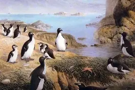 北极大海雀比企鹅更像企鹅，它们为什么会灭绝？图片