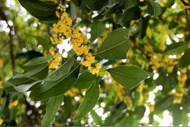 要想桂花美，春季管理很关键，如何管理？图片