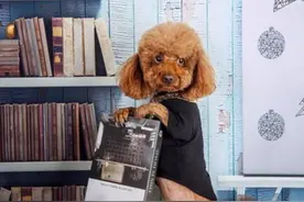 这五种狗狗最适合老人饲养，被誉称为老人晚年最佳贴心伙伴图片