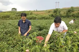 致富能手花40万山区收变色辣椒，一颗不卖放坛中，仅1招价格翻3倍图片