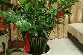 求助花友：栽种金钱树盆栽，可以使用复合来做底肥吗？图片