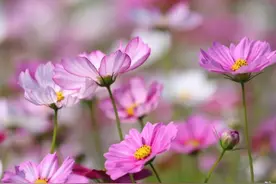 秋意渐浓！长沙周边这个地方的“百亩格桑花”开了！美得绝绝子图片