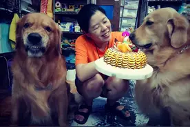 帮另一只狗狗庆生日，金毛表情却超恐怖：我真的很开心图片